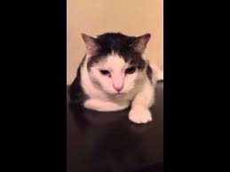 There are several reasons your cat might grind his teeth, but by far the most common cause is pain. Otherwise Healthy Cat Grinding His Teeth Frequently Askvet