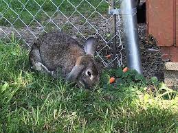 Basically, you want something tall enough and wide enough that you can create an enclosure around a rabbit outside. Tips For Catching A Stray Ohio House Rabbit Rescue