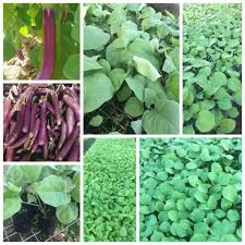 Picture of a nice young woman model in apron holding an eggplant. Eggplant Seedlings Variety Pritam Prakriti Nursery Facebook