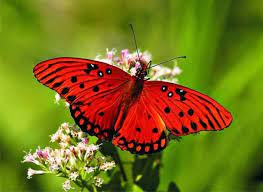 Las Mariposas Mas Hermosas Del Mundo Red Butterfly Butterfly Wallpaper Butterfly Photos
