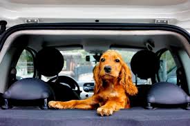 Our private ground transportation service includes a driver for just your pets (no other pets other than your own will be some companies provide what we call shared ground transportation. Pet Transportation Services Airpets International Air Ground Transport