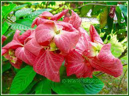 Pin On Mussaenda