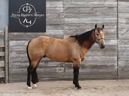 What is a buckskin horse, its color genetics, registry and association, its pictures with a buckskin horses are popular around the world, having appeared in several western tv shows and movies. Whiskey In The Milo 2015 Buckskin Gelding Perry Quarter Horses