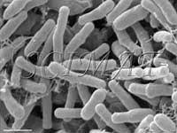 Image result for Rhizobium radiobacter, syn. Agrobacterium tumefaciens
