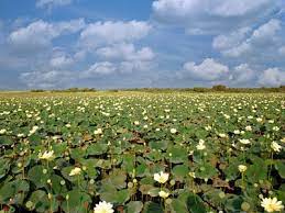 Paynes Prairie Lotus In Bloom Visit Florida Favorite Places Florida
