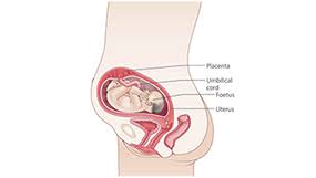 The baby now weighs about two pounds (900 gr) and measures take your time to rest and enjoy your time with the baby that is inside your womb. 26 Weeks Pregnant Raising Children Network