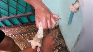 How To Bathe Sugar Glider Youtube