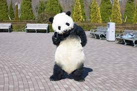 スマホシーン 中庭 68 panda day panda bear panda love