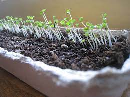 Grow Your Own Lettuce Plants Veggie Garden Growing Food