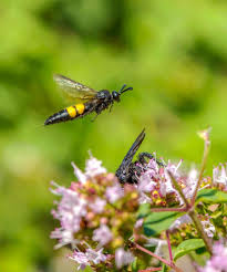 Les Differents Types De Guepes En France En 2020 Petit Faune Guepe Nid De Guepes