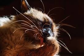 You may not have options regarding the cat's age or pedigree. Are Balinese Cats Hypoallergenic Allergies Shedding Faqcats Com