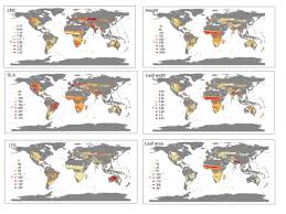 Image result for Aristida rhiniochloa