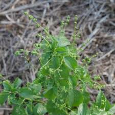 Image result for Micrococca mercurialis