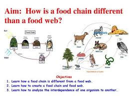 If you need professional help with completing any kind of homework, online essay help is the right place to get it. Aim How Does Energy Flow In An Ecosystem Look At The Pond Ecosystem Ppt Download