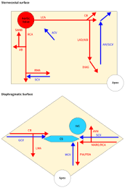 Coronary Circulation Wikipedia