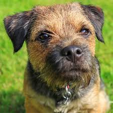 Bookings must not consist of more than 1 different households. Border Terrier Pdsa