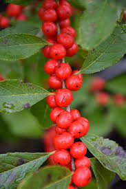 Space 3 to 4 feet apart. Red Sprite Winterberry Ilex Verticillata Red Sprite In Burlington Waterdown Dundas Ontario Ontario On At Connon Nurseries