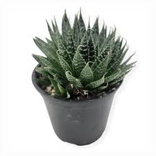 Image result for Pearsonia aristata