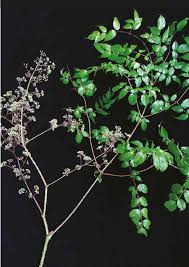 Image result for Araliaceae