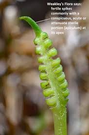 Image result for Ophioglossum reticulatum