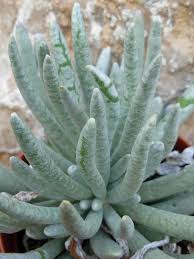 Image result for Senecio subsessilis