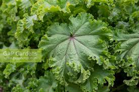 Image result for Malva verticillata