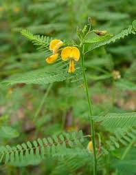 Image result for Sesbania macrantha