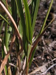 Image result for Carex cognata