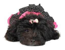 There are 4 boys and 2 girls in this. F1 Goldendoodle Puppies Iowa The Y Guide