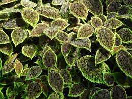Many anthurium cultivars are available, and while they are challenging to grow, they are highly rewarding plants. Hd Wallpaper Colorful Nettles Leaves Plant Tropical Plant Houseplant Wallpaper Flare