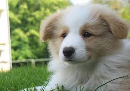 Black And Brown Border Collie Puppy Golden Tan And White Border Collies Are My Favorite Since I Have One Seriously Smartest D Collie Puppies Border Collie Puppies Golden Retriever Mix Puppies