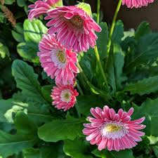Image result for Gerbera jamesonii
