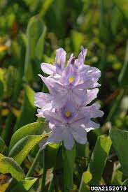 Image result for Pontederia crassipes
