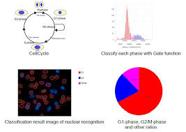 Analysis Tutorial For Cellpathfinder Cellcycle Yokogawa