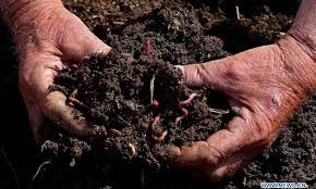 Maybe you would like to learn more about one of these? Syrian Farmer Starts 1st Worm Composting Project In Syria Global Times