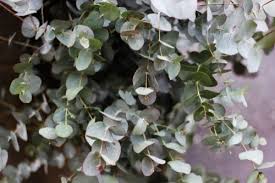 When young, the foliage is rounded and silver when it is popularly used among florists for cut flower bouquets and other floral arrangements. Garden Plant Of The Moment Eucalyptus Frosts Garden Centres