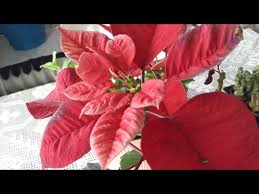 Sulama işlemi haftada bir defa yapılması yeterli olacaktır. Ataturk Cicegi Bakimi Nasil Olmali Youtube