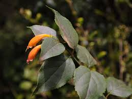 Image result for Halleria lucida