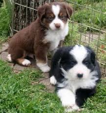 ⋆ aussiedoodle ⋆ aussie doodle. Texas Miniature Toy Aussie Australian Shepherds Puppies For Sale Breeders