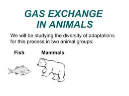 Respiratory 7 - Species Specific Flashcards | Quizlet