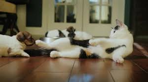 Kedi Kopek Stok Video Telif Haksiz Kedi Kopek Cekimler Depositphotos