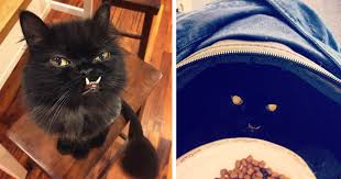 As today is world pet memorial day, we're honoring 15 famous cats from world history. Meet Princess Monster Truck A Poor Cat That Was Rescued From The Streets Bored Panda