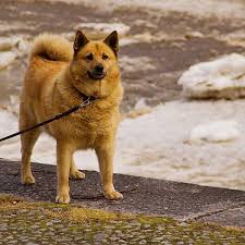 20 Of The World S Rarest Dog Breeds Rare Dog Breeds Rare Dogs Dog Breeds