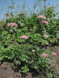 Image result for Pimpinella robynsii