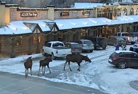 This Family Of Moose Decided To Do Some Post Christmas Shopping In Town Just Steps Away From The Jackson Town Squar Towns Real Estate Office Local Real Estate