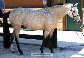 The true silver buckskin is a bay horse with the cream gene and the silver dapple gene. Clipper Dapples Equinetapestry Blog