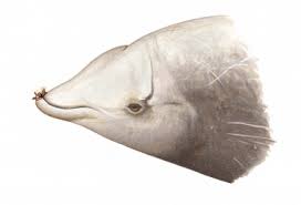 Yamada, kitamura, abe, tajima, matsuda, mead & matsuishi, 2019. Whale Dolphin And Porpoise Artwork And Photographs Available For Reproduction Mark Carwardine
