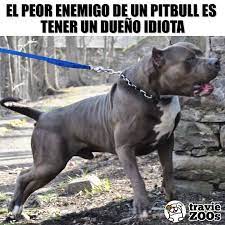 Nunca Habia Leido Algo Tan Cierto Perros Frases Perros Mascotas Perros Enormes