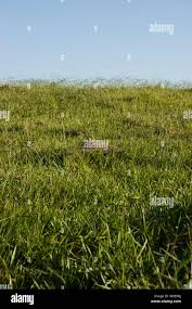 Image result for Urochloa reptans