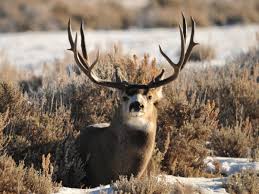 Discussions about the best deer though picking the single best cartridge for deer hunting is an impossible task, in today's post, i'm going to share my choices for the 11 best deer. Best Deer Hunting Cartridges New Study Skyaboveus